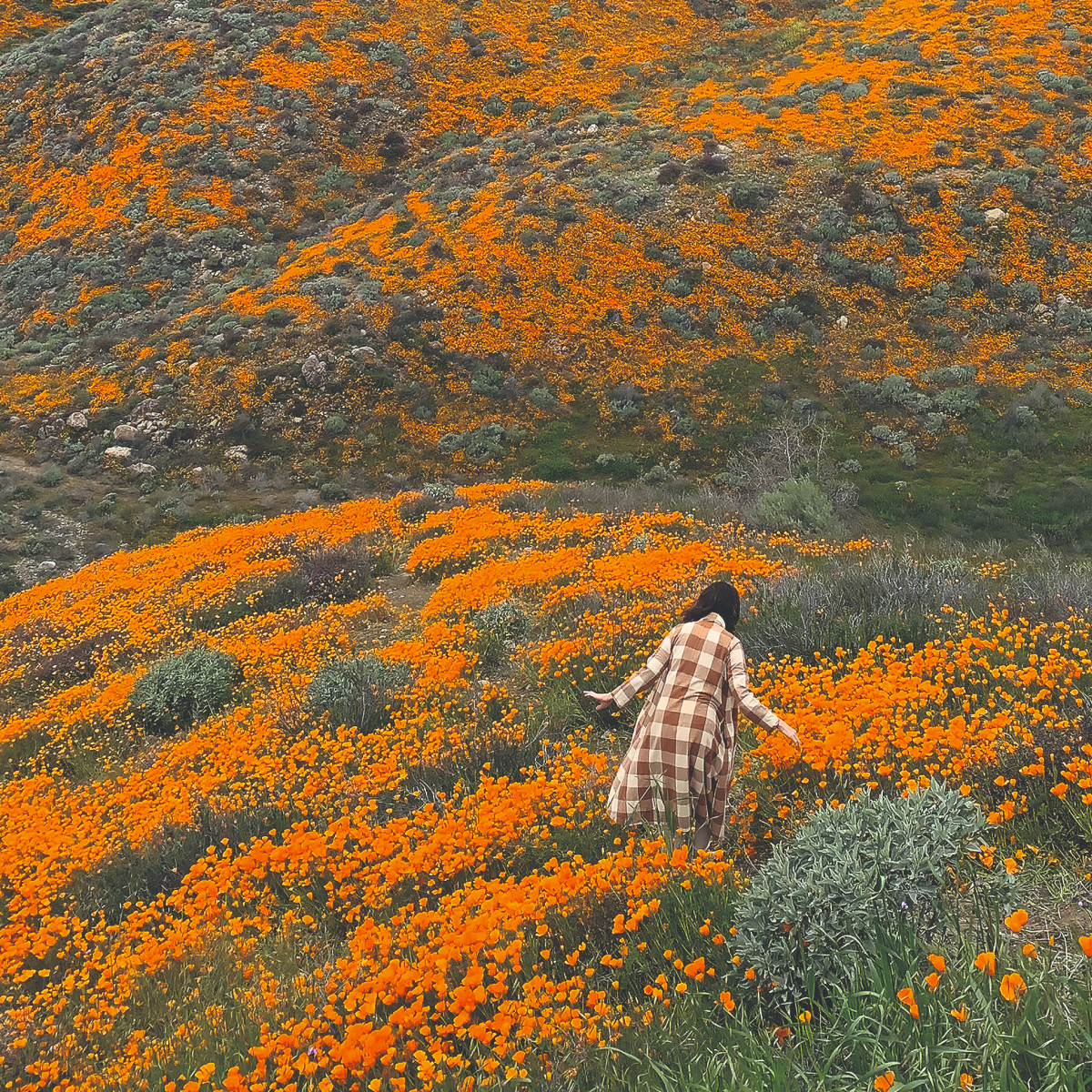 【オードパルファム】パンドラスウッズ