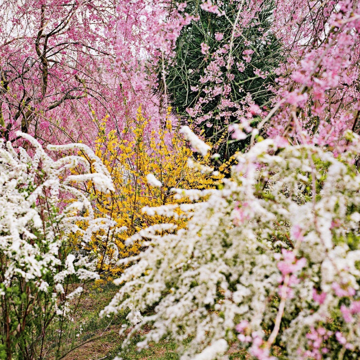 [Eau de Parfum] Garden Shower